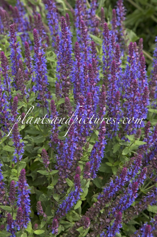 Salvia nemorosa ‘Flor Sal Sky’ (SENSATION SKY BLUE)