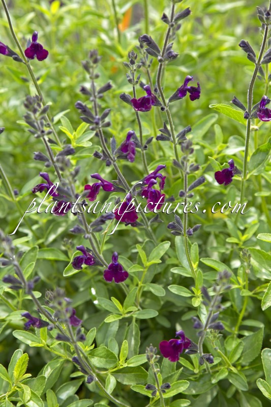 Salvia ‘Nachtvlinder’