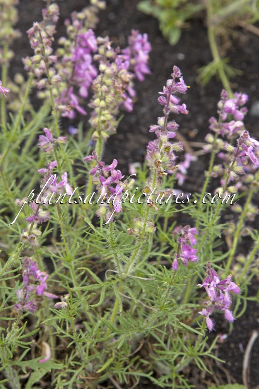 Salvia jurisicii ‘Rosea’