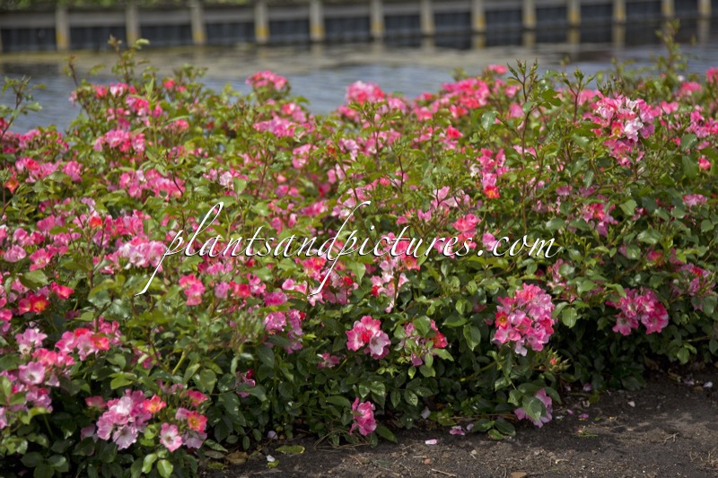 Rosa ‘Bokraruigi’ (GIRO D’ITALIA)