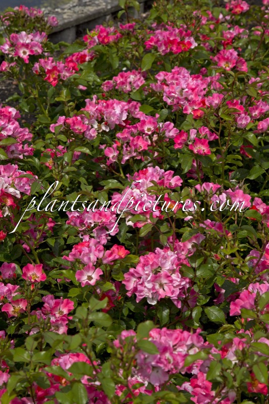 Rosa ‘Bokraruigi’ (GIRO D’ITALIA)