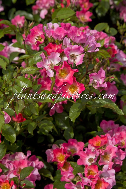 Rosa ‘Bokraruigi’ (GIRO D’ITALIA)