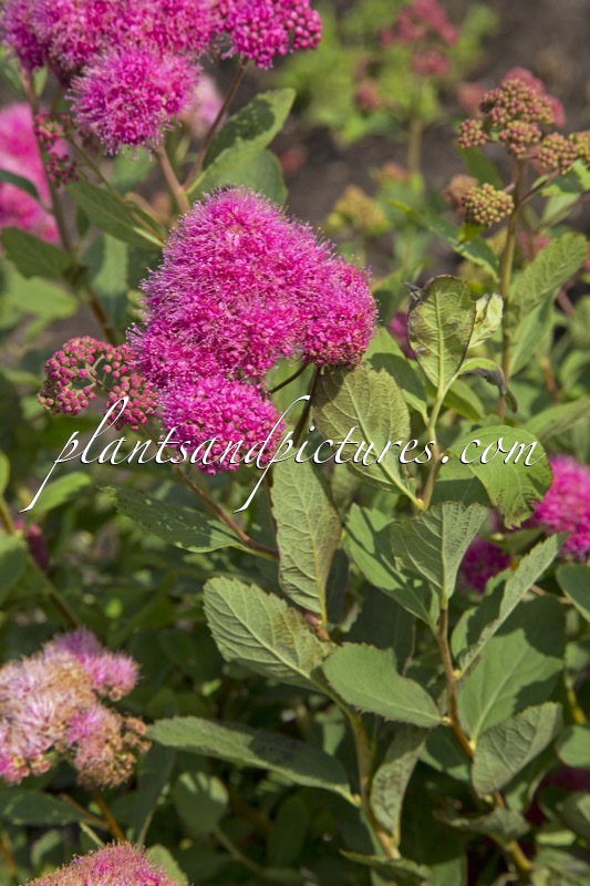 Spiraea watsoniana ‘Kruunu’