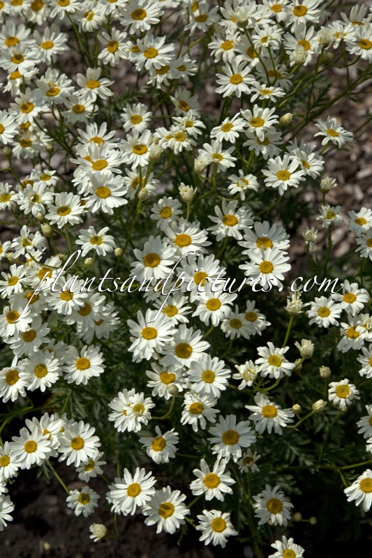 Tanacetum corymbosum ‘Festtafel’