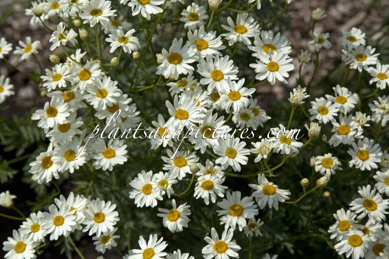Tanacetum corymbosum ‘Festtafel’