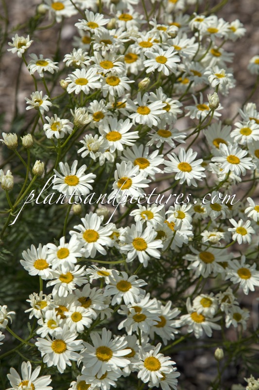 Tanacetum corymbosum ‘Festtafel’