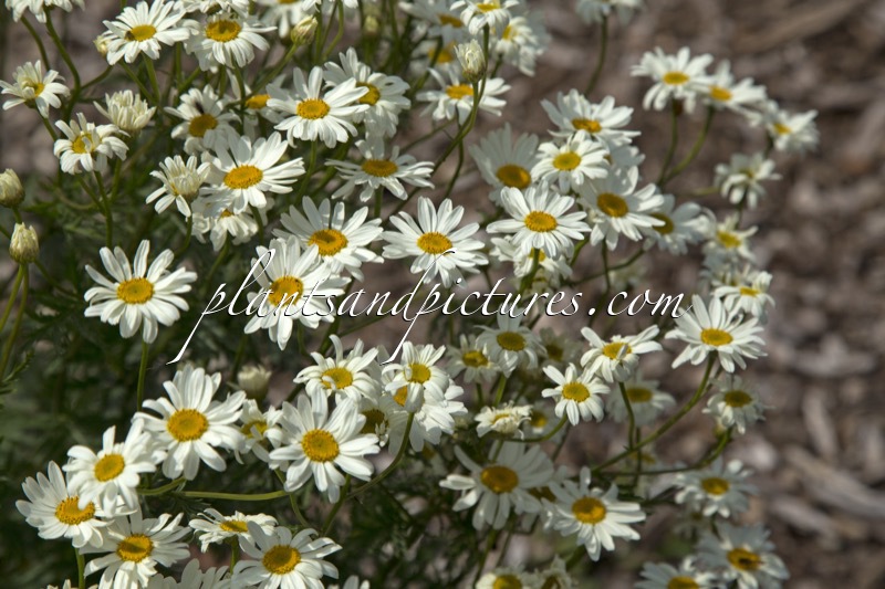 Tanacetum corymbosum ‘Festtafel’