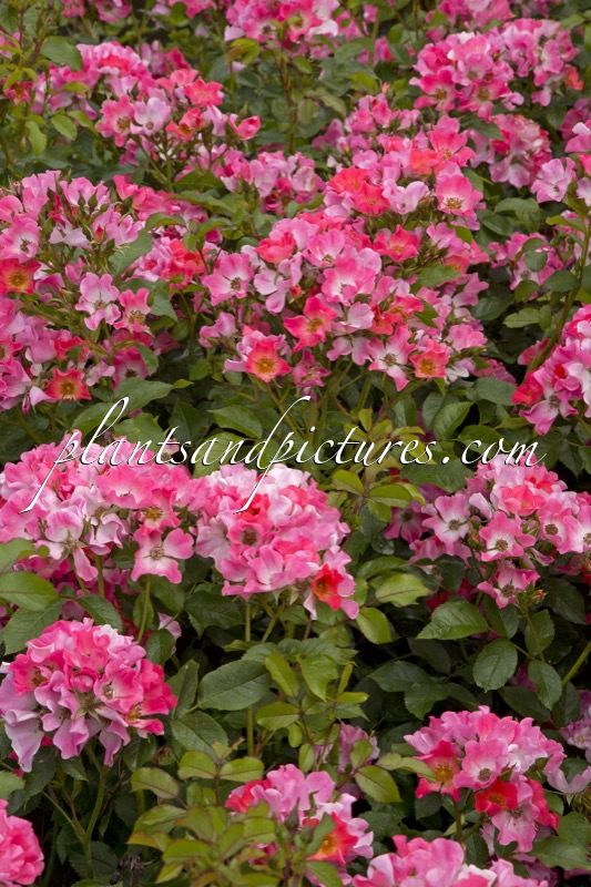 Rosa ‘Bokraruigi’ (GIRO D’ITALIA)