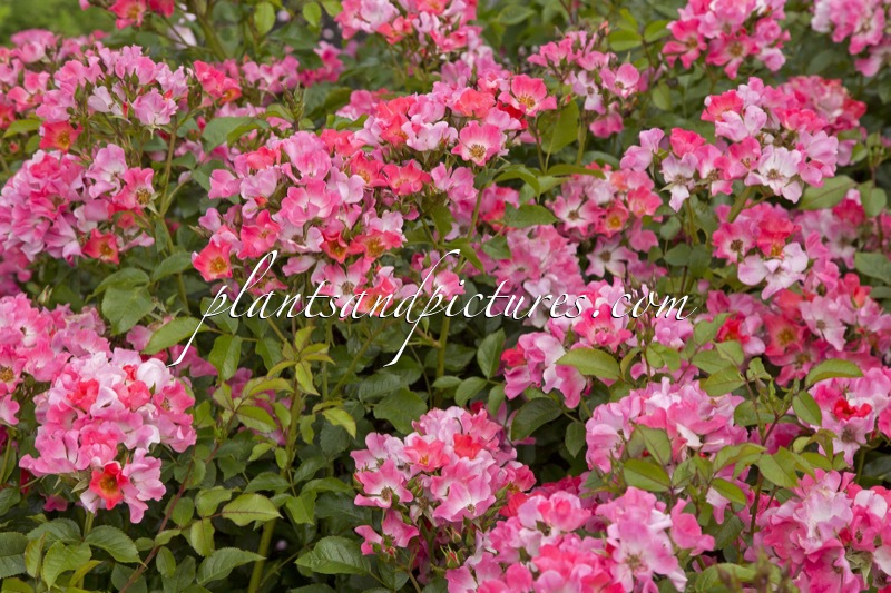 Rosa ‘Bokraruigi’ (GIRO D’ITALIA)