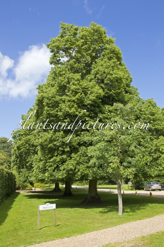 Tilia europaea ‘Euchlora’