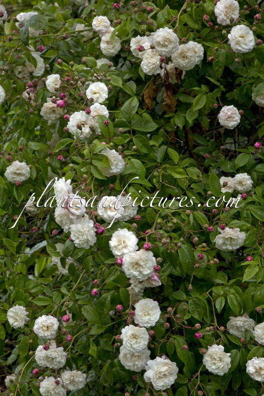 Rosa ‘Félicité et Perpétue’