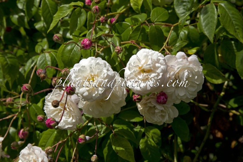 Rosa ‘Félicité et Perpétue’