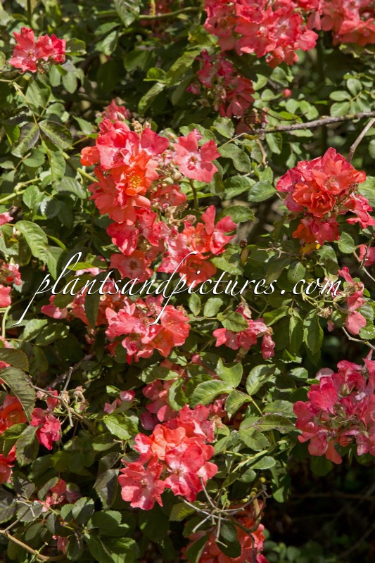 Rosa ‘Leo’s Eye’