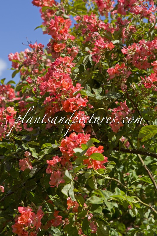 Rosa ‘Leo’s Eye’