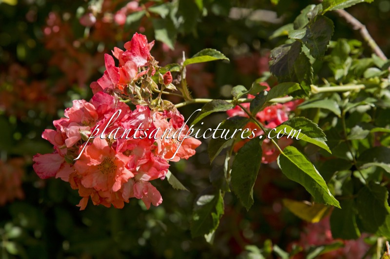 Rosa ‘Leo’s Eye’