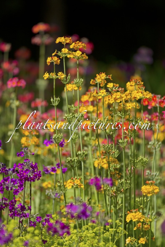 Primula Candelabra hybrids