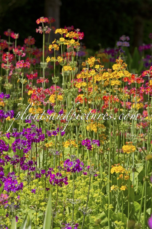 Primula Candelabra hybrids