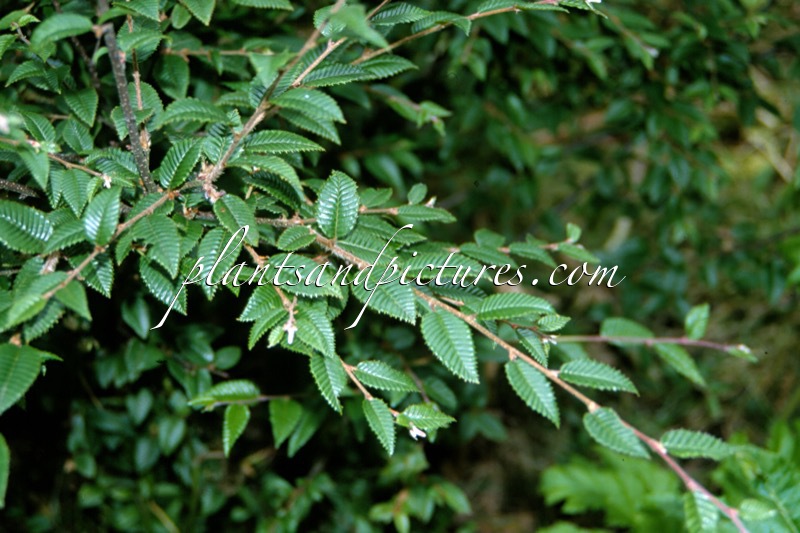 Betula potaninii