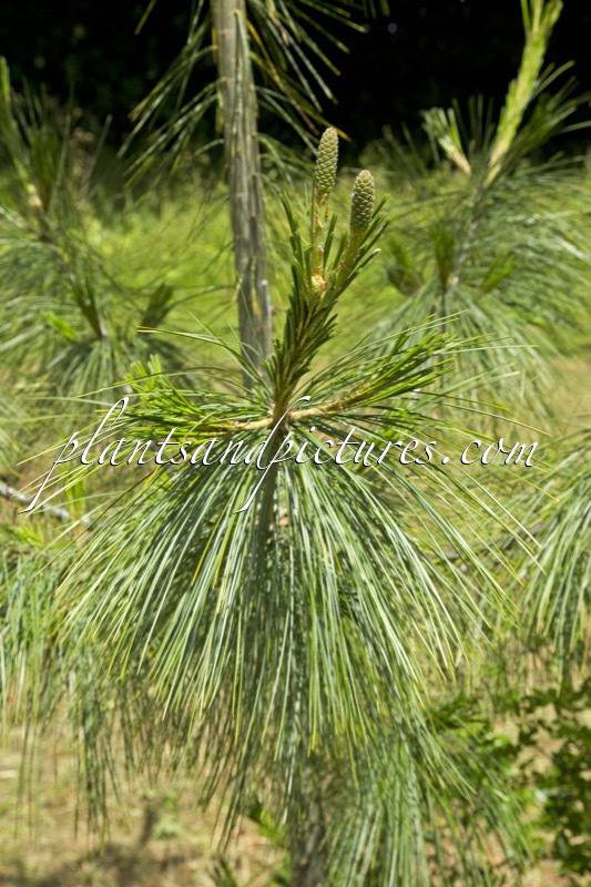 Pinus holfordiana