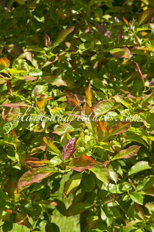 Nyssa sylvatica ‘Wildfire’