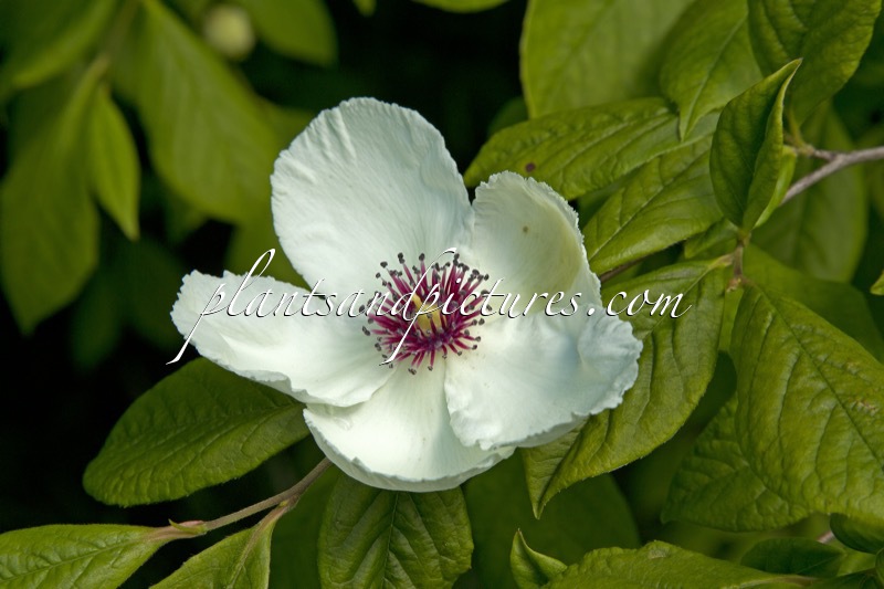 Stewartia malacodendron