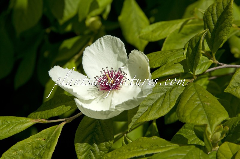 Stewartia malacodendron