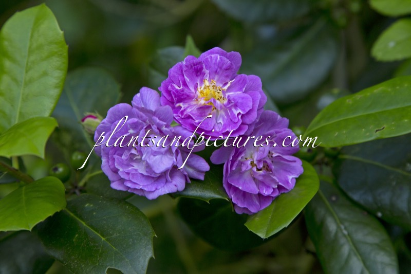 Rosa ‘Mannington Mauve Rambler’