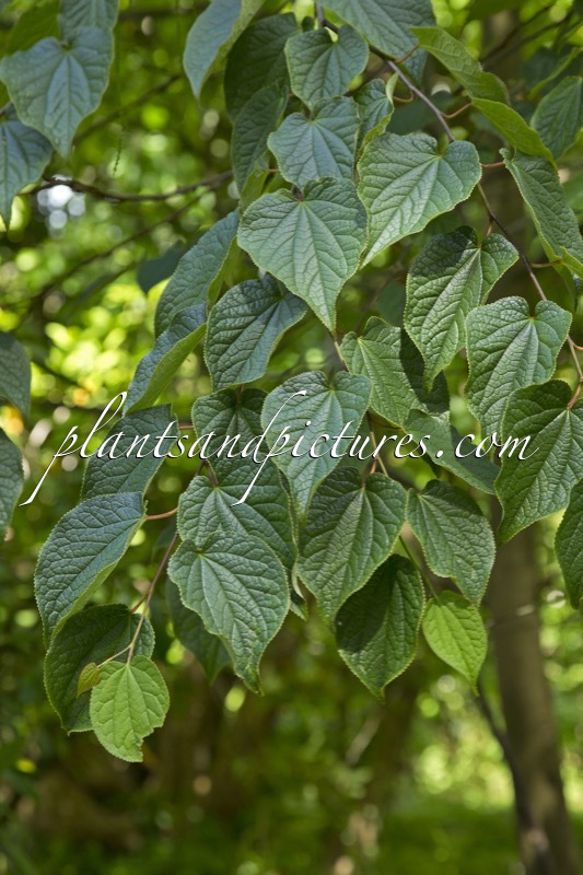 Tetracentron sinense