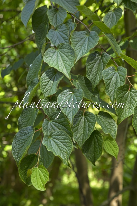 Tetracentron sinense