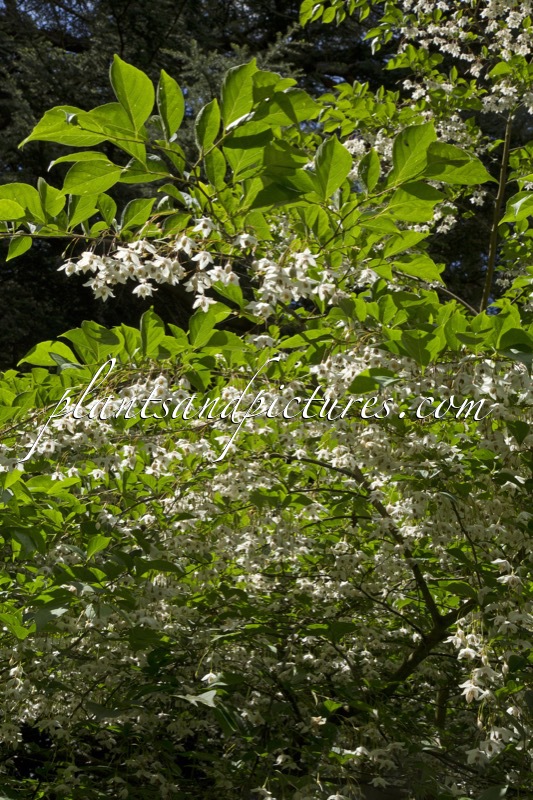 Styrax japonicus