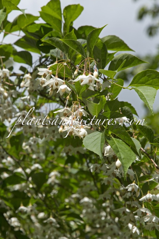 Styrax japonicus