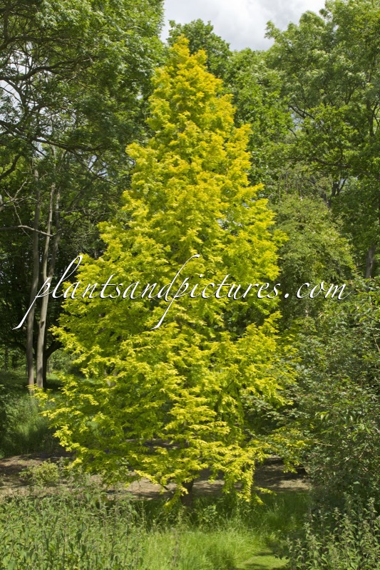Metasequoia glyptostroboides ‘Ogon’ (GOLDRUSH)