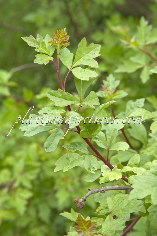 Rhus aromatica