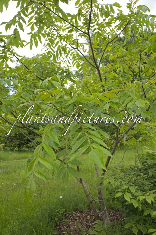 Rhus javanica var. roxburghii