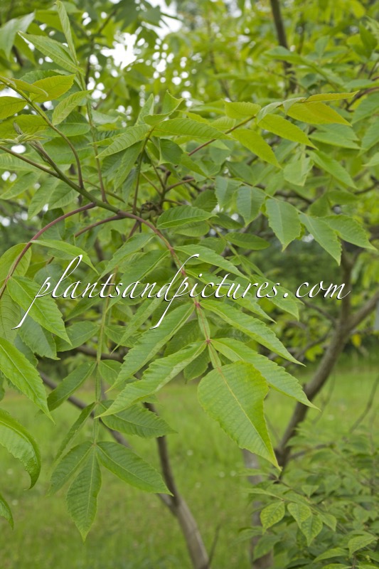 Rhus javanica var. roxburghii