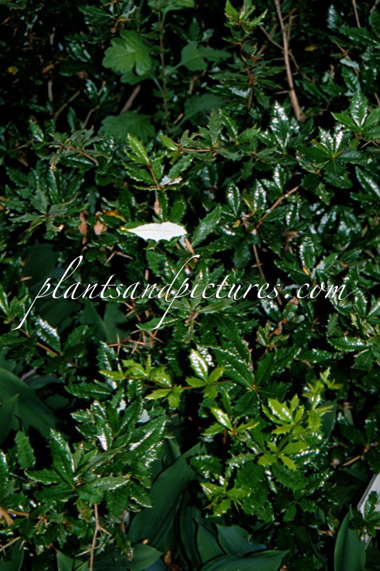 Berberis calliantha