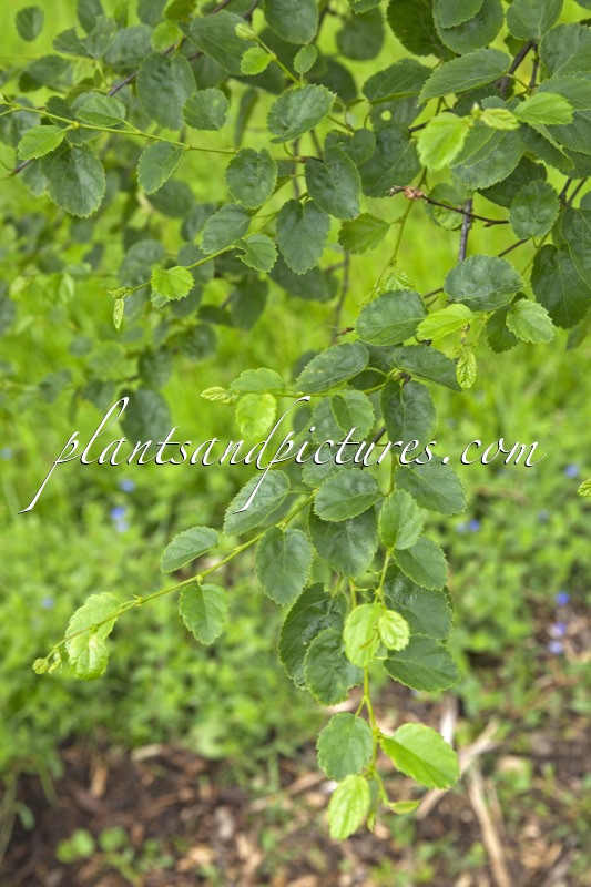 Betula lenta subsp. uber