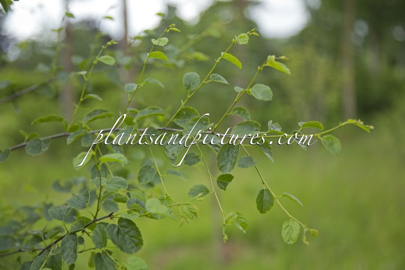 Betula lenta subsp. uber