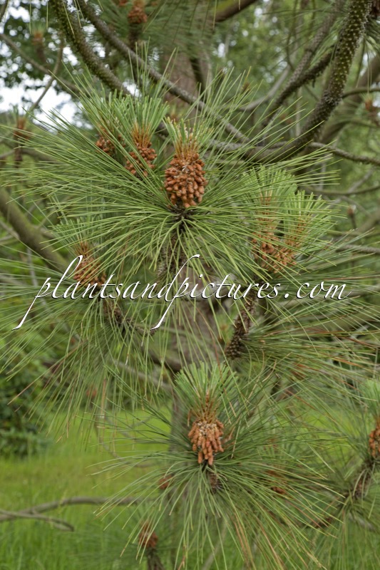 Pinus coulteri