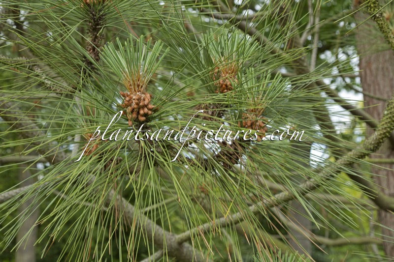Pinus coulteri