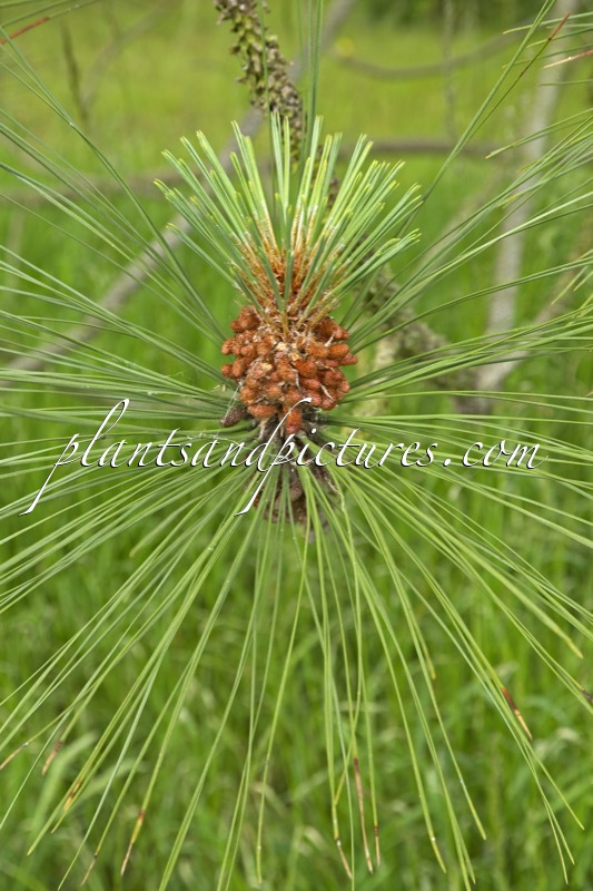 Pinus coulteri
