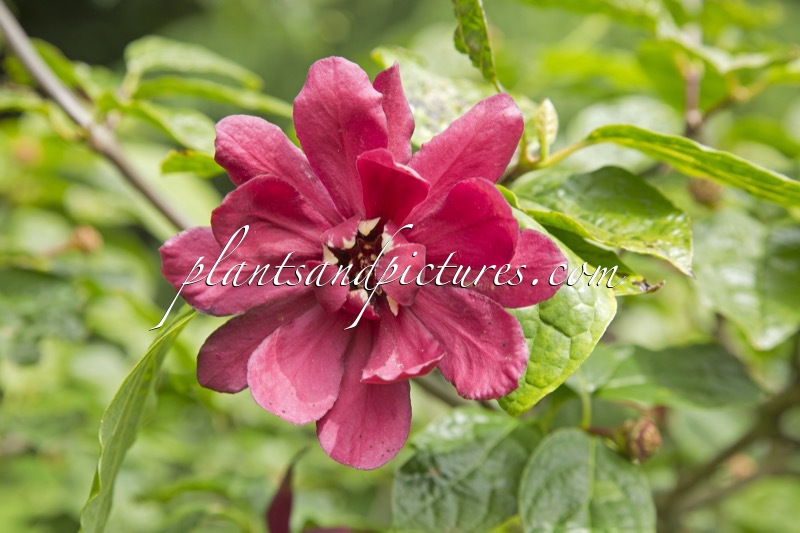 Calycanthus raulstonii ‘Hartlage Wine’