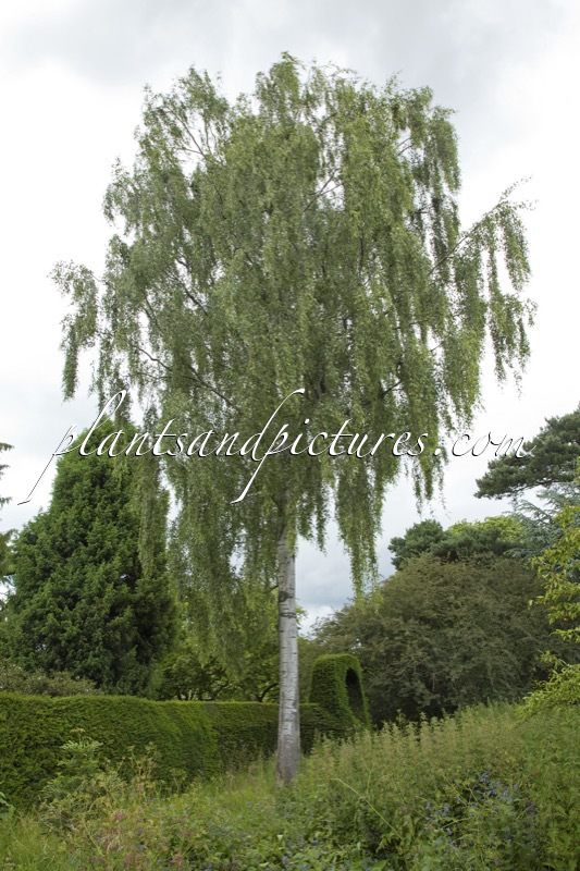 Betula pendula ‘Laciniata’