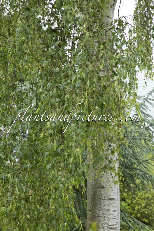 Betula pendula ‘Laciniata’