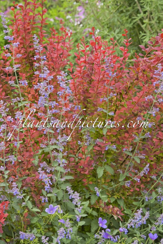 Berberis thunbergii ‘Orange Rocket’
