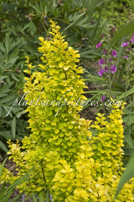 Berberis thunbergii ‘Golden Rocket’