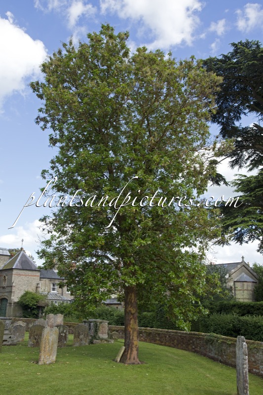 Arbutus menziesii