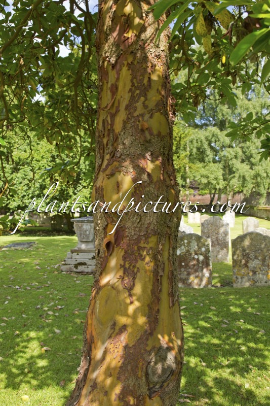 Arbutus menziesii