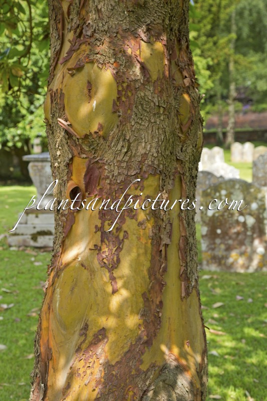 Arbutus menziesii