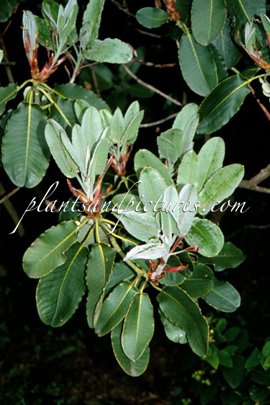 Rhododendron hemsleyanum